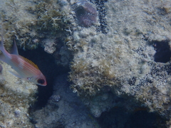 Holocentrus adscensionis