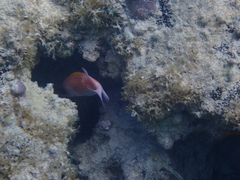 Holocentrus adscensionis