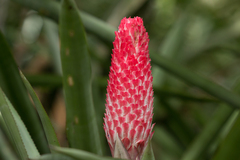 Quesnelia quesneliana