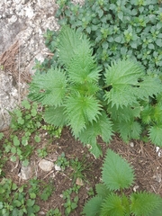 Urtica pilulifera