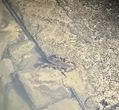 Astacopsis