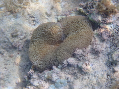 Stichodactyla helianthus
