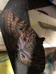 Speiredonia spectans