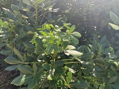 Pseudopanax lessonii