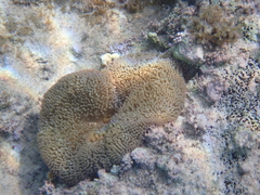 Stichodactyla helianthus