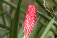 Quesnelia quesneliana