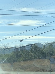 Corvus brachyrhynchos