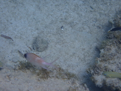 Holocentrus adscensionis