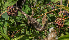 Polychrus acutirostris