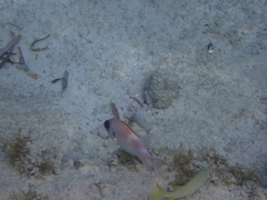 Holocentrus adscensionis