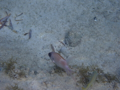 Holocentrus adscensionis