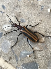 Pyrota tenuicostatis