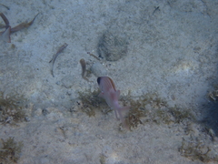 Holocentrus adscensionis