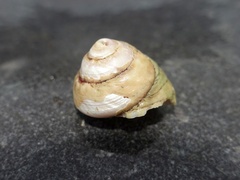 Gibbula magus