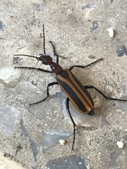 Pyrota tenuicostatis