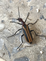 Pyrota tenuicostatis