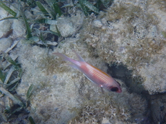 Holocentrus adscensionis