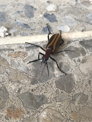 Pyrota tenuicostatis