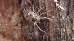 Anyphaena accentuata