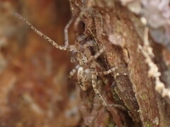 Anyphaena accentuata