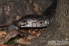 Cyclodomorphus gerrardii