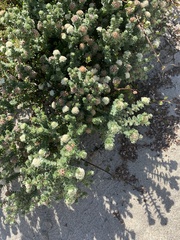 Pimelea carnosa