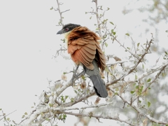 Centropus superciliosus burchellii