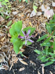 Tricyrtis formosana