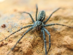 Aglaoctenus lagotis