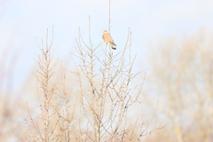 Falco tinnunculus tinnunculus