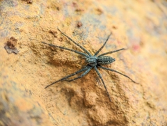 Aglaoctenus lagotis
