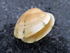 Ruditapes decussatus