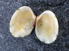 Ruditapes decussatus