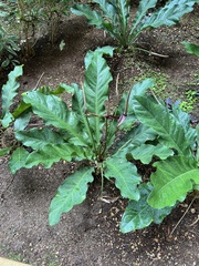 Anthurium schlechtendalii