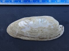 Ambleminae