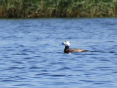 Oxyura leucocephala