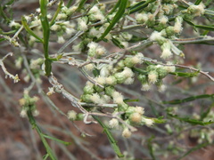 Baccharis articulata