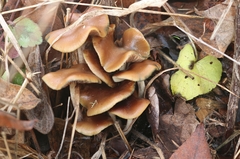 Psilocybe cyanescens