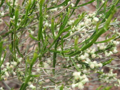 Baccharis articulata