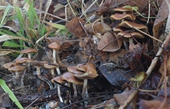 Psilocybe cyanescens