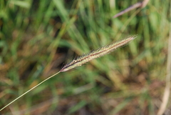 Hordeum brevisubulatum