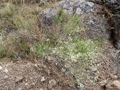 Baccharis articulata