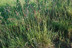 Hordeum brevisubulatum