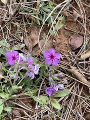 Phlox drummondii