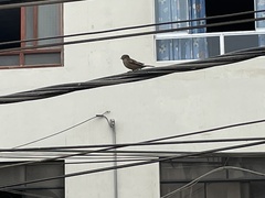 Passer domesticus