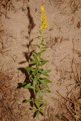 Solidago elongata