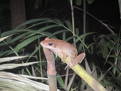 Indosylvirana