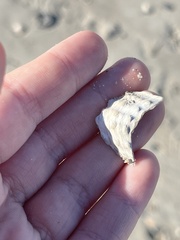 Cyrtopleura costata