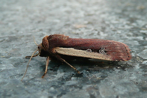 Flame Shoulder Moth photo 5