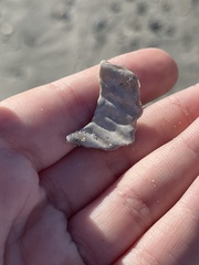 Cyrtopleura costata